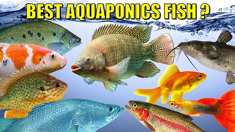 The BEST Fish For Aquaponics? 🐟🐠🦈