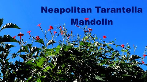 Neapolitan Tarantella Mandolin Folk Music (Italian)
