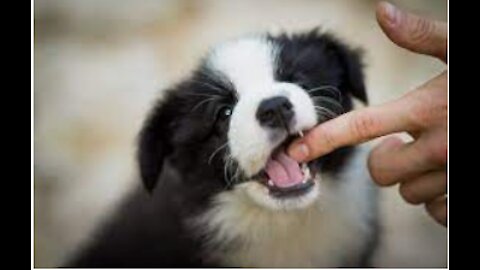 How to Stop Puppy Biting and 5 Things NOT to Do When Training Your Puppy