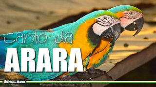 O Canto da ARARA CANINDÉ (Ara ararauna) - Arara na Natureza