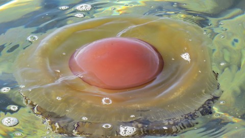 Giant “Fried Egg Jellyfish”