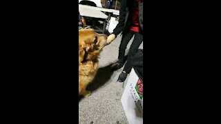 Cut Dog Shakes A Man's Hand