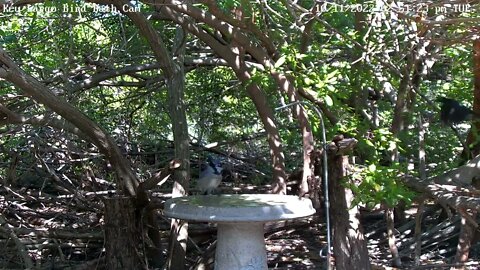 Blue Jay at the bath