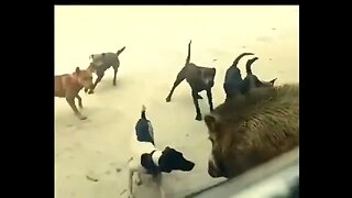 Stray dogs vs Hog
