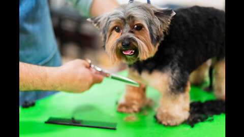 How to cut Yorkie hair at home! Easy dog hair cut.