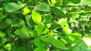 Khmer Lime grown in CA USA 1