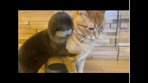 Otter and Cat stay at home was interesting for sure!!!
