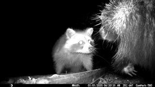 Raccoon comforting an upset porcupine