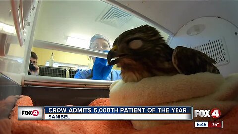 CROW admits 5,000th patient of 2019, a hawk showing effects of poisoning