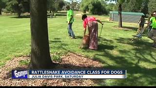 Humane society holds avoidance classes for dogs