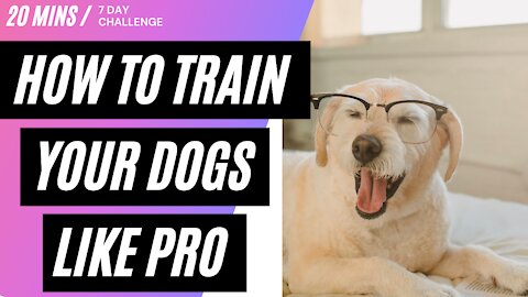How to Train your Dog like Pro.. DOG Guard Training Session
