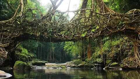 Living Root bridge Mawlynnong Meghalaya
