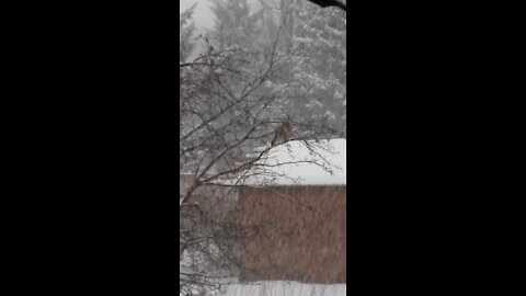 Barred Owl sitting in an Apple Tree in a Snow Storm 2nd Video