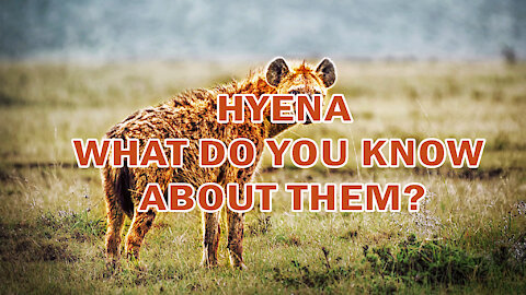 HYENA | WHAT DO YOU KNOW ABOUT THEM?