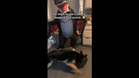 German Shepherd get scared by a fake dinosaur