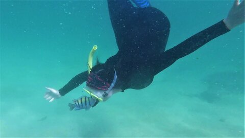 Feisty reef fish repeatedly attacks swimmer who gets too close