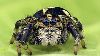 Cute little jumping spider will cure your arachnophobia