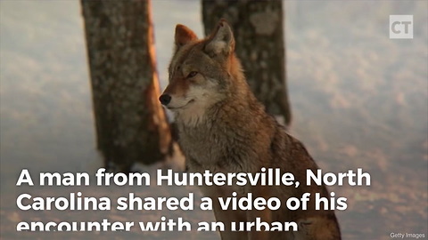 Why You Always Avoid Urban Coyotes