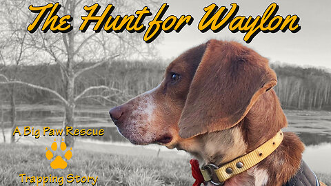 The Hunt For Waylon