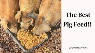 The Best Pig Feed!