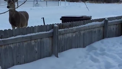 This Family Has Been Feeding A Doe That Regularly Visits Their Backyard