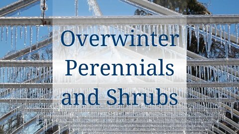 Prepare Plants for Winter - Overwinter Perennials and Shrubs in Containers