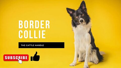 Border Collie the cattle Handle
