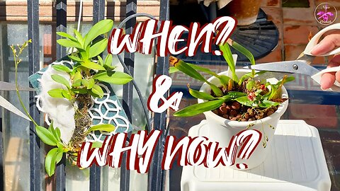 How Hormones determine when it is time to cut the spikes | Saving Stressed Orchids #ninjaorchids