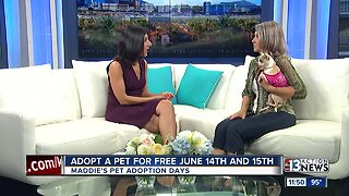 Free pet adoptions this weekend