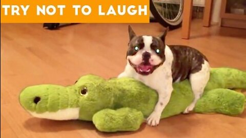 Try Not To Laugh at this Pets Compilation 3