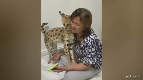 CATS Actually Love Their Humans, Here are the Proofs 8