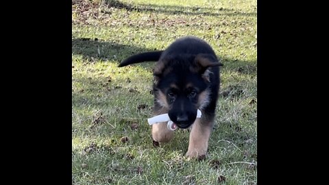 Cute, adorable, energetic 8 week old German Shepherd Puppies Play fight