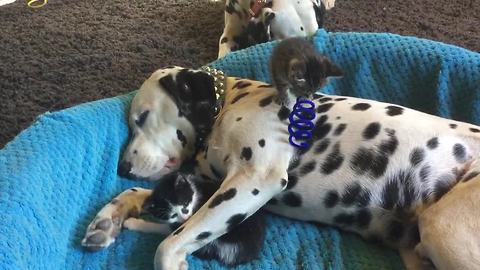 Dalmatian Acts As A Jungle Gym For Foster Kittens