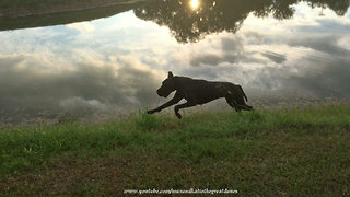 Happy Great Danes Love to Run By the Lake