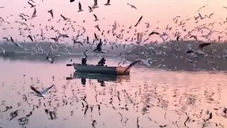 Seagulls majestically flock in the thousands at tourist attraction in Delhi