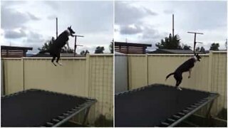Akrobatisk hund hopper på trampoline i timesvis