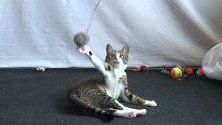 Cute Kitten Plays with the Fluffy Toy