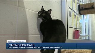 Pima Animal Care Center aims to expand program that spays and neuters stray cats