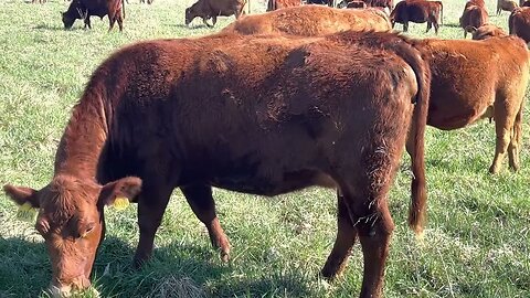 Cow mob enjoying Judy farm spring grass.