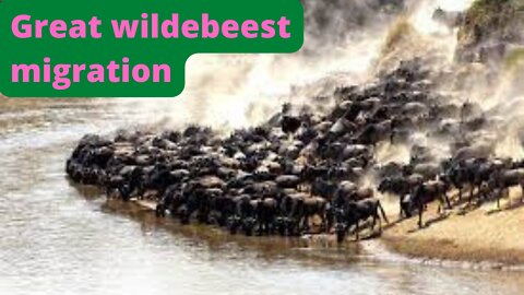 Great wildebeest migration