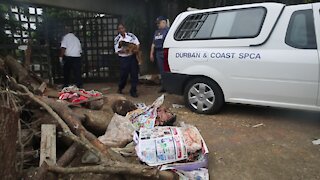 SOUTH AFRICA - Durban - SPCA removes 80 dogs (Videos) (kRu)