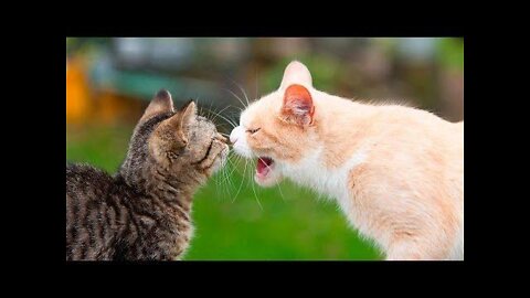 😇 Laugh non-stop with these funny cats 😹 - Funniest Cats Expression Video 😇 - Funny Cats Life
