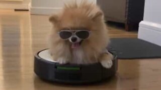 Stylish dog chills on robot vacuum cleaner