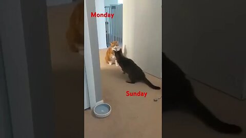 Mondays is like : Witness the Fierce Feline Showdown