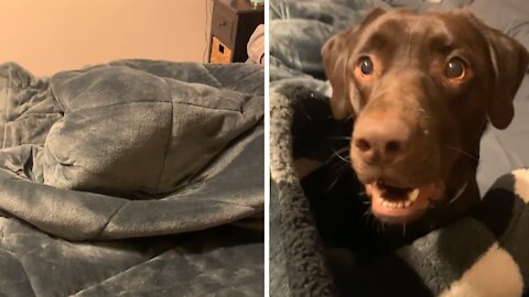 Puppy hilariously prefers to sleep underneath the blankets