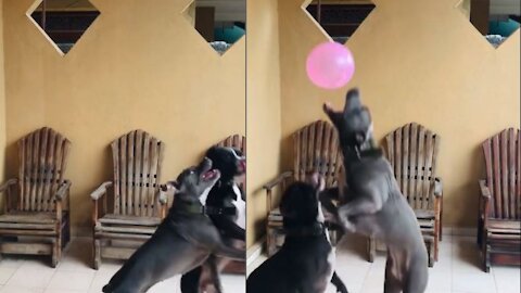 Bullys fights for a balloon jump