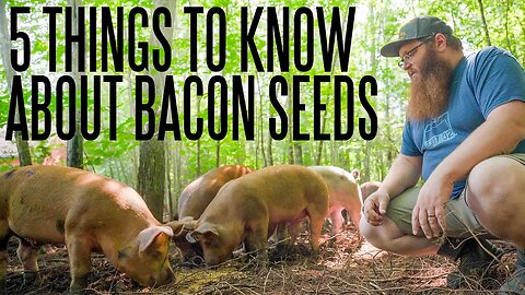 5 Things To Know About Raising Pigs