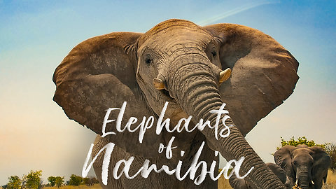 Elephants of Namibia - Dangerously Close Encounter