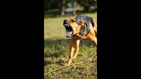 To Make Your Dog Become Really Aggressive, Go With These Few Simple Tips.