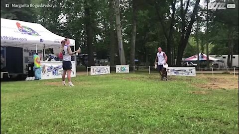 Le "Bottle Cap Challenge", au frisbee et avec un chien!